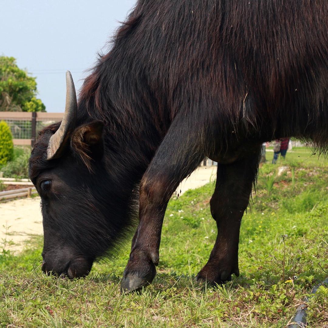 うちなーファーム内は無料の散歩コースアリ