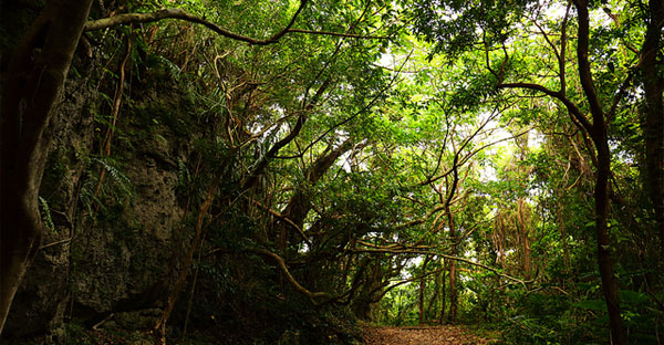 【沖縄糸満旅行】うちなーファームは今も健在！どきどきバギーライド